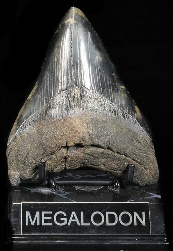 Bargain, Fossil Megalodon Tooth #56838